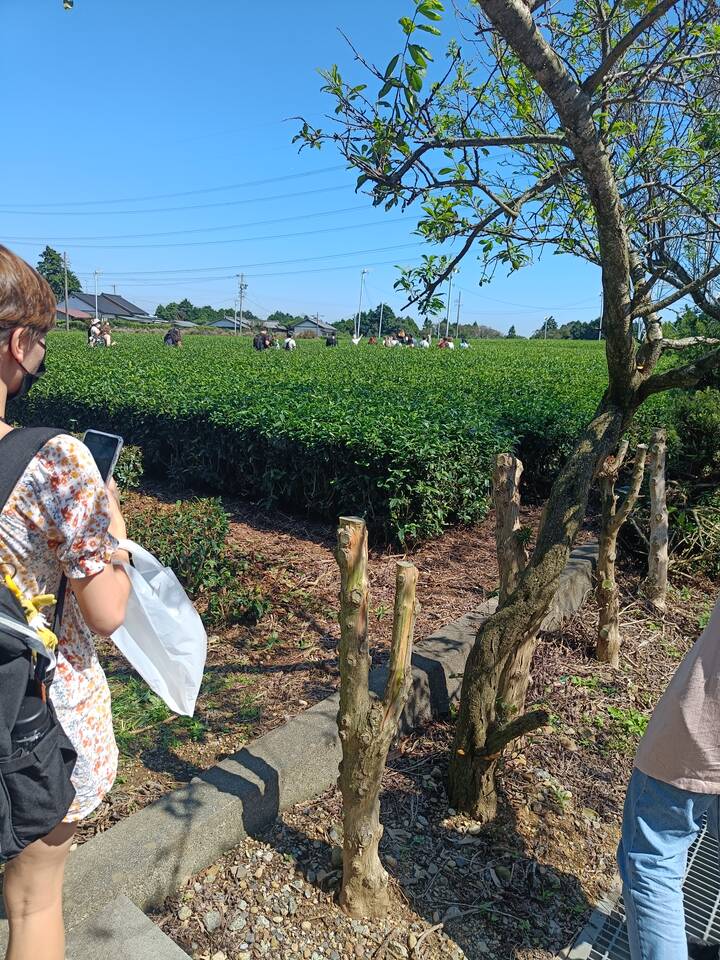 tea field