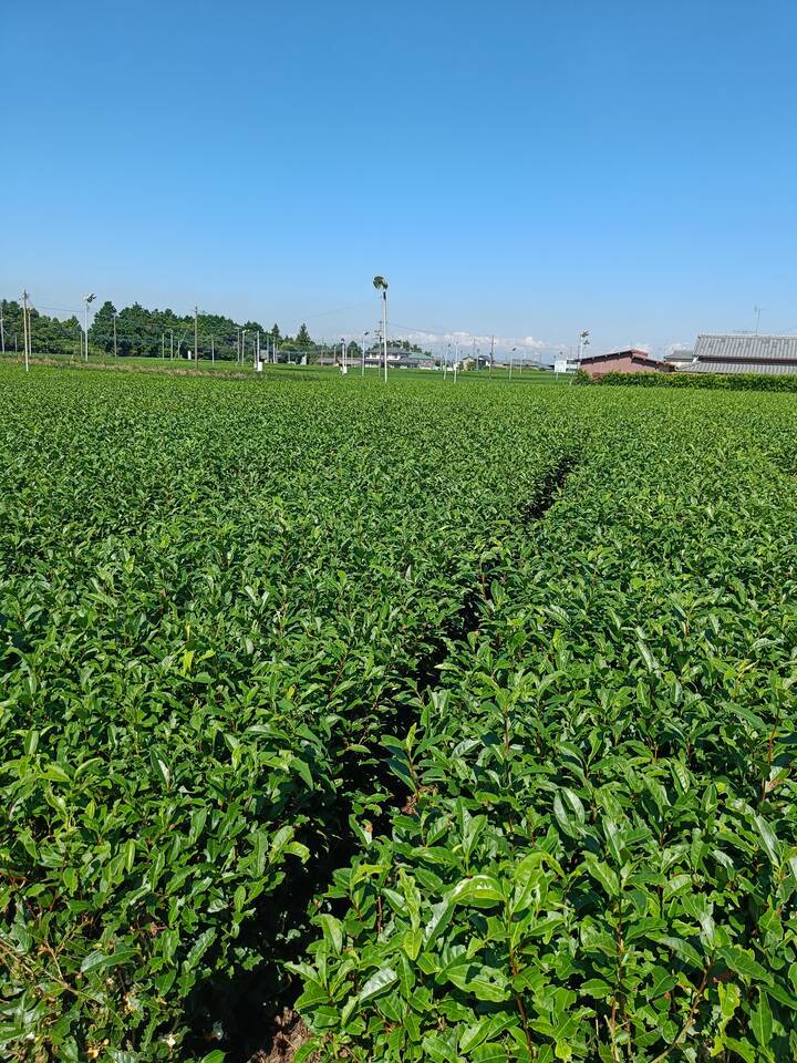 tea field