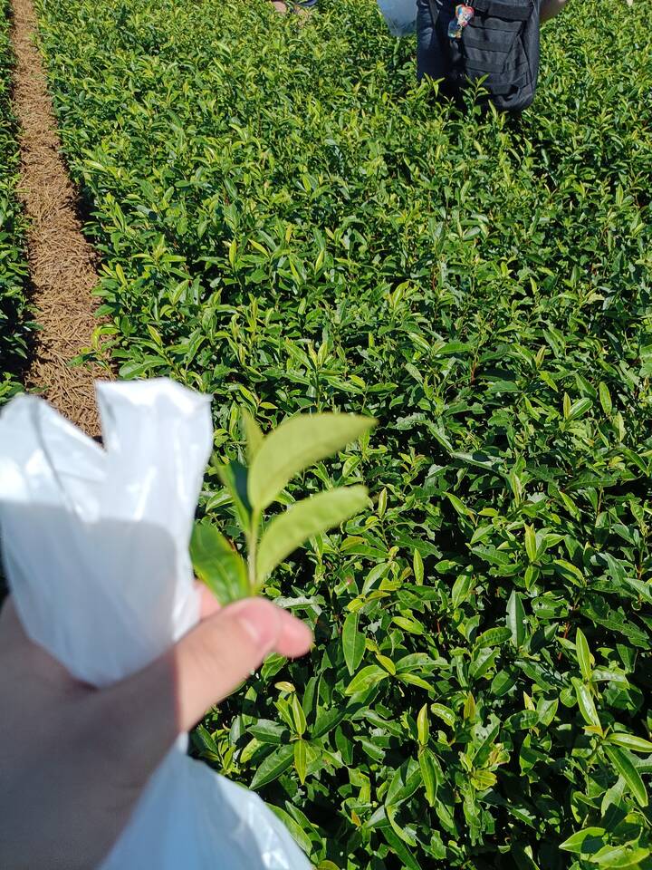 tea field